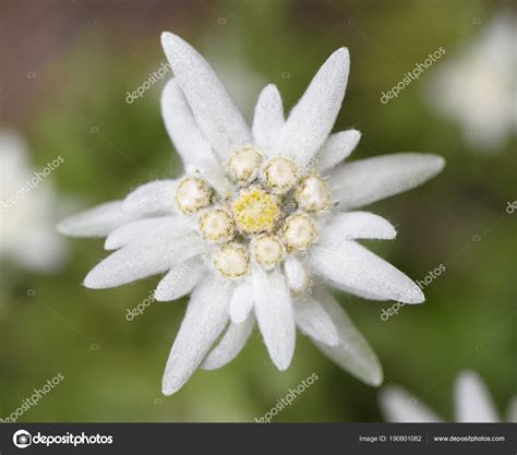 edelweiss pictures|flower stock images.